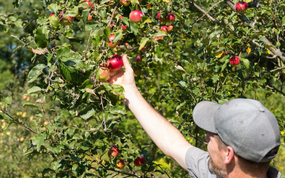 Picking apples in the Heartwood orchard in Erin, Ontario